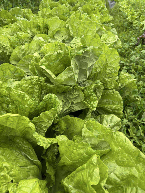 Cải dưa muối tươi 6$