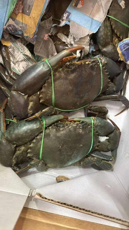 Cua sống Darwin 45$