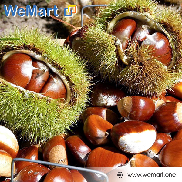 Hạt dẻ thùng 95$