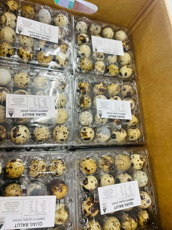 trứng cút lộn 8$