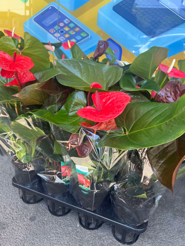 Hoa tươi 30$ 1 chậu nhựa