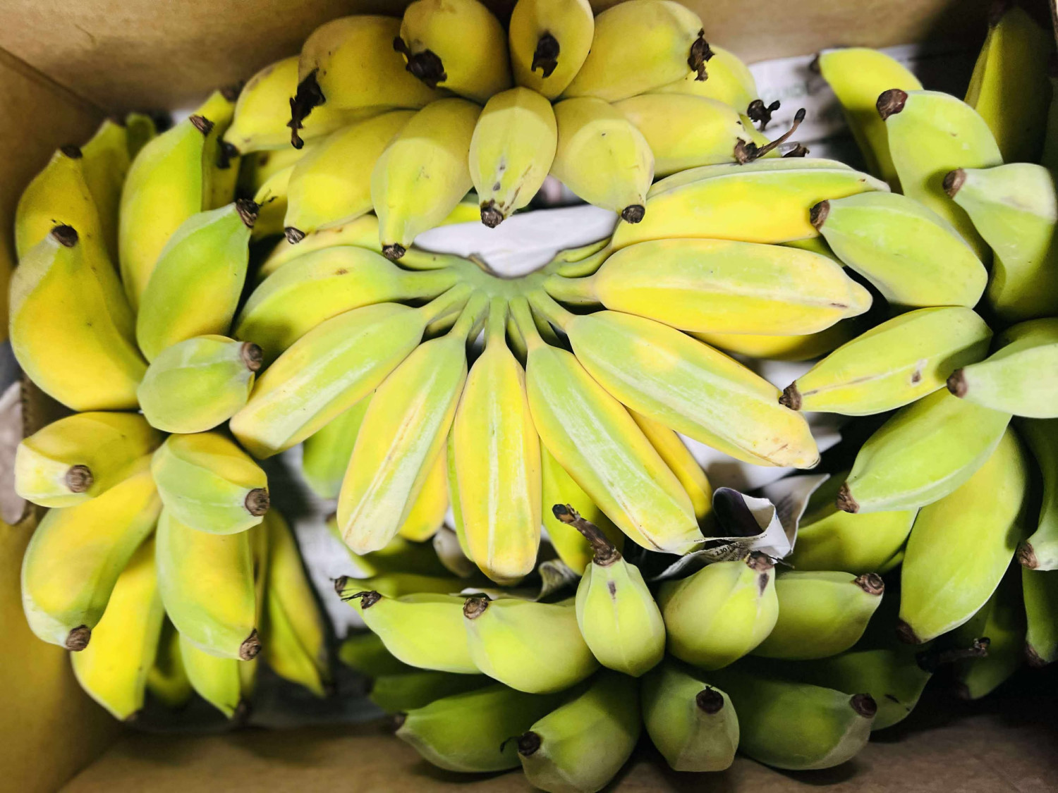 Chuói xiêm 10$ 1kg