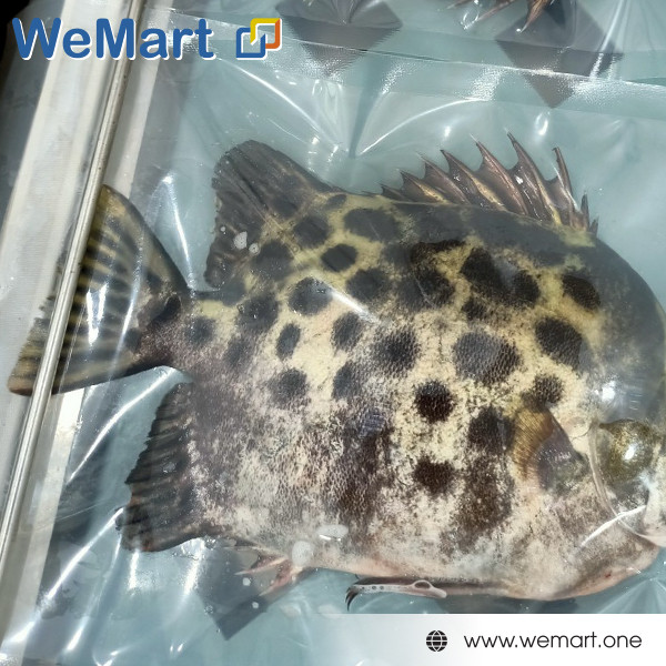 cá nâu không đầu