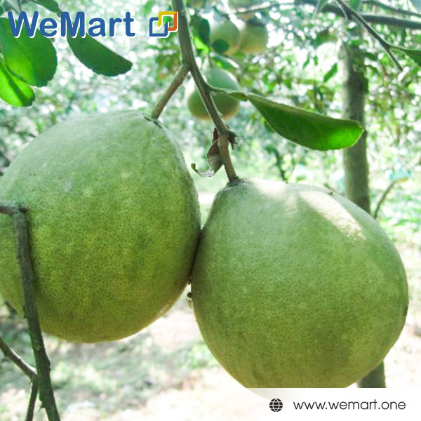 Bưởi ổi size M 70$