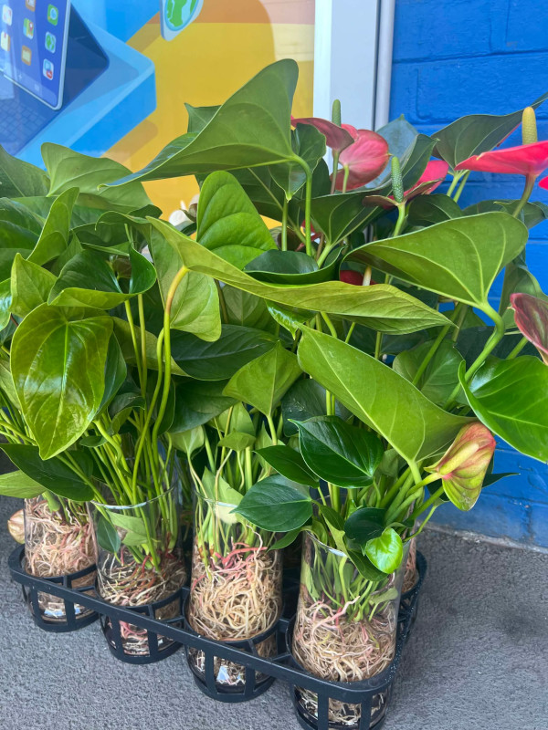 Hoa tươi 25$ 1 chậu