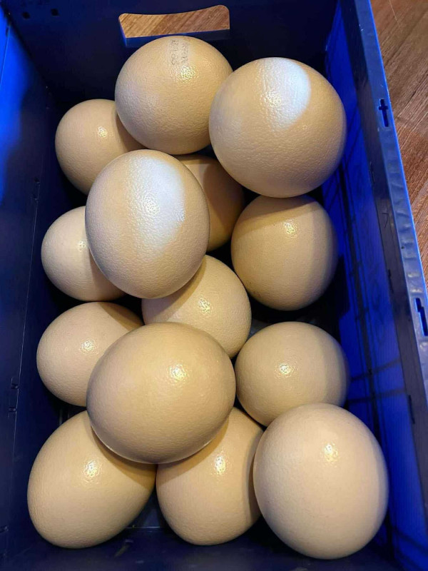 Trứng đà điểu 65$