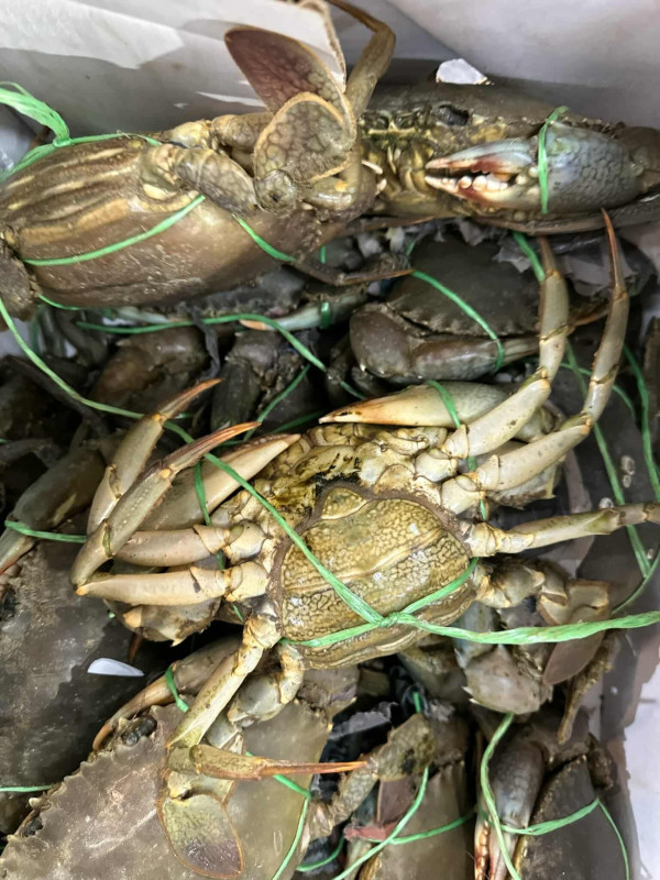 Cua Dawin cái 60$ 1kg